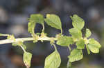 Purple amaranth